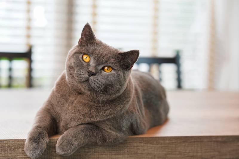 un gato azul británico de pelo corto descansa sobre una mesa de madera
