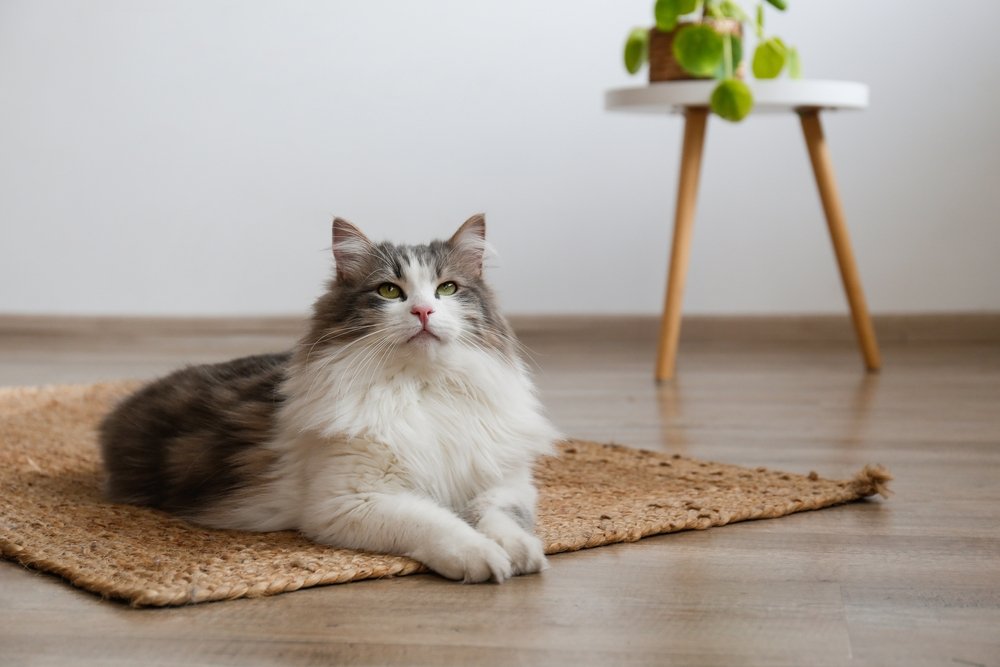 gato siberiano sentado en la alfombra de mimbre yute