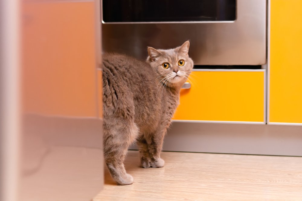 gato junto al frigorífico