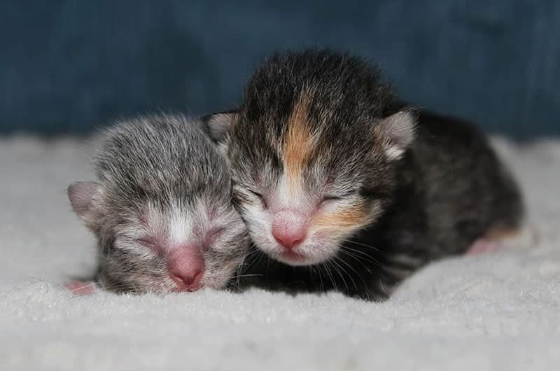 dos gatitos recién nacidos sobre un paño suave