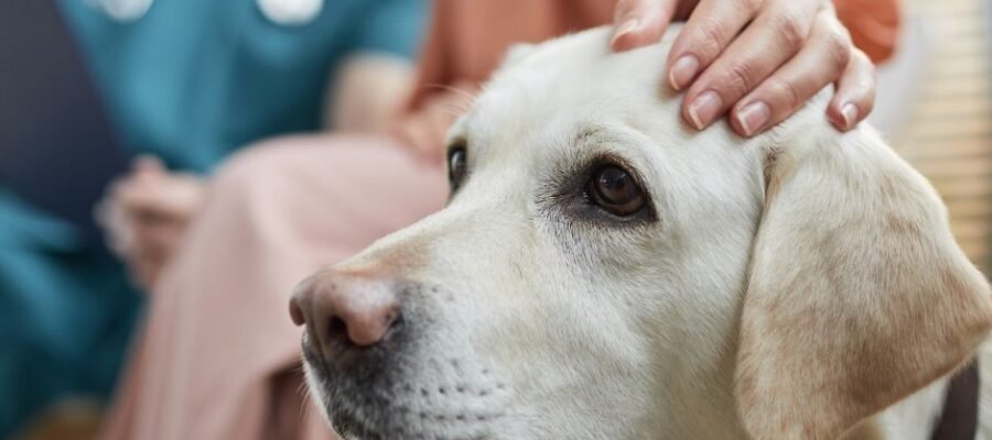 L’euthanasie des animaux de compagnie