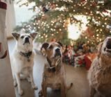 Perros en Navidad: 5 claves para hacerlos (más) felices