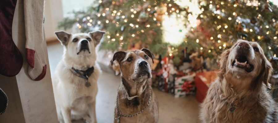 Perros en Navidad: 5 claves para hacerlos (más) felices