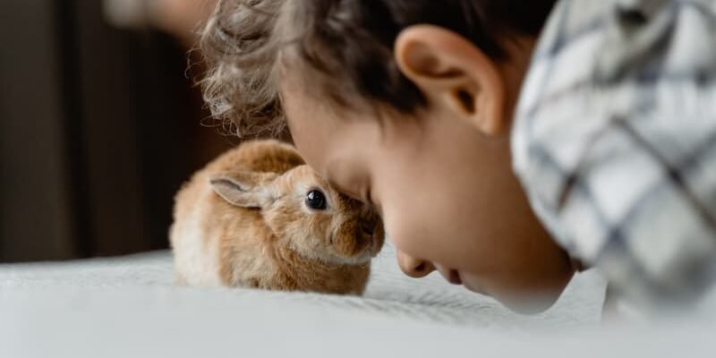 Le lapin nain : santé, alimentation et soins vétérinaires