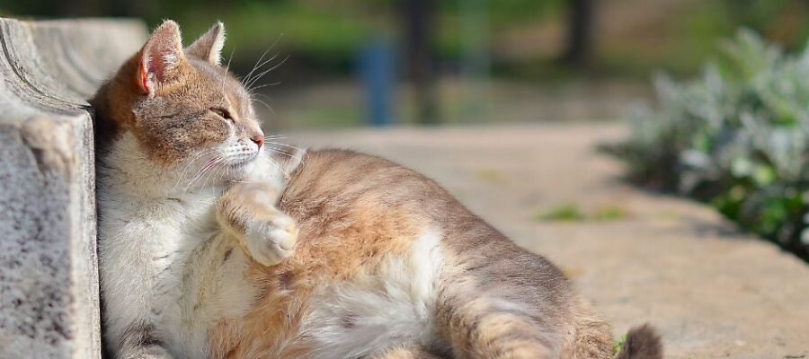 La gestation chez la chatte