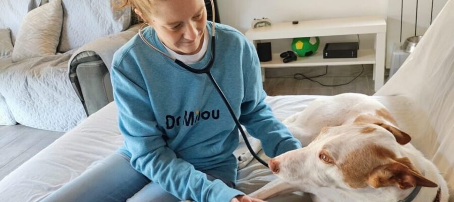 La Dr Vétérinaire Maria Casares dispense des soins à un chien lors d