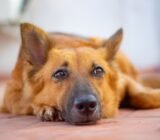 Epilepsia en perros | ¿Qué causa la epilepsia en los perros?