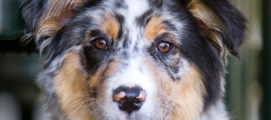 Vitiligo chez le chien