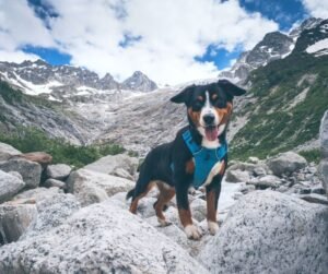 Activités sportives avec son chien