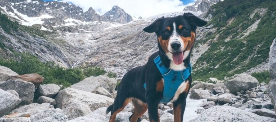 Activités sportives avec son chien