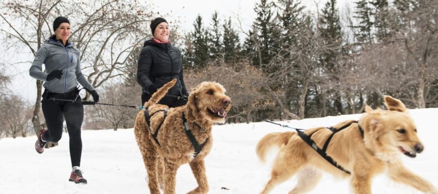 Canicross: correr con tu perro para disfrutar del placer compartido