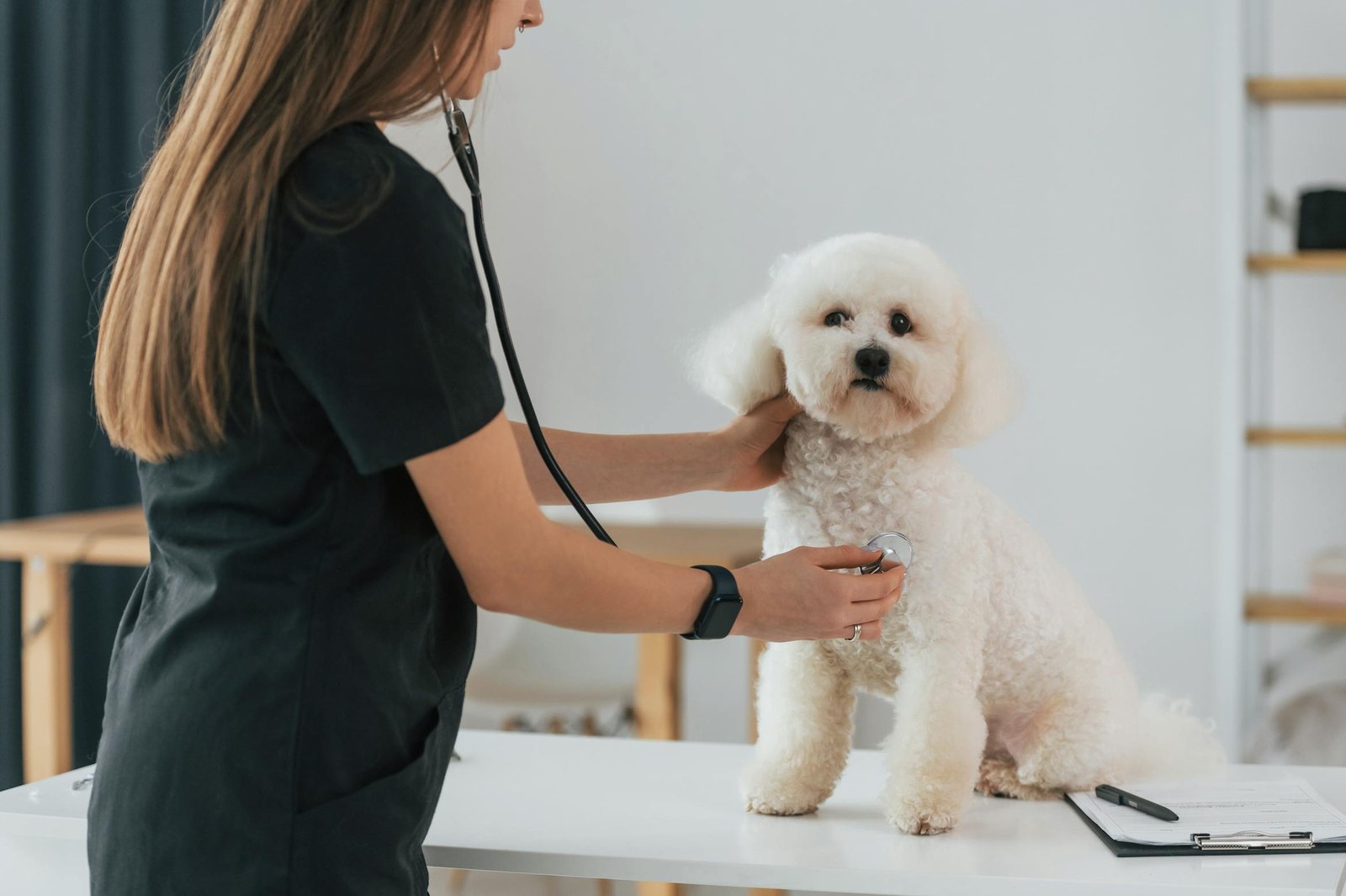 perro en el veterinario 