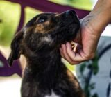 La Agencia YLG apoya el llamamiento nacional de donaciones de 7 asociaciones de bienestar animal que enfrentan un mayor abandono e inflación