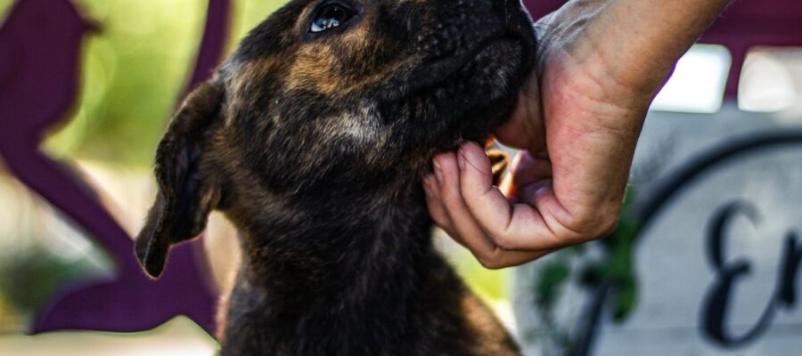 La Agencia YLG apoya el llamamiento nacional de donaciones de 7 asociaciones de bienestar animal que enfrentan un mayor abandono e inflación