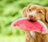 ¿Qué frutas pueden comer los perros?