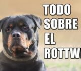 Carácter, salud, educación, precio y alimentación. | Rottweiler