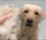 Caída de pelo en perros, ¿cómo gestionarla?