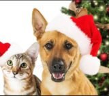 Peligros en Navidad para perros y gatos