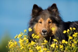 ¿Cuáles son los principales insectos y parásitos de los que proteger a tu mascota en verano?