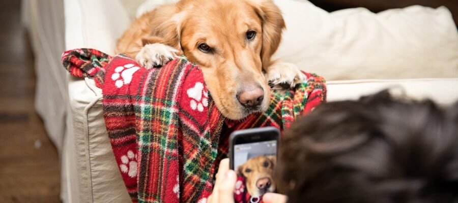 ¿Por qué los influencers animales tienen tanto éxito en las redes sociales?